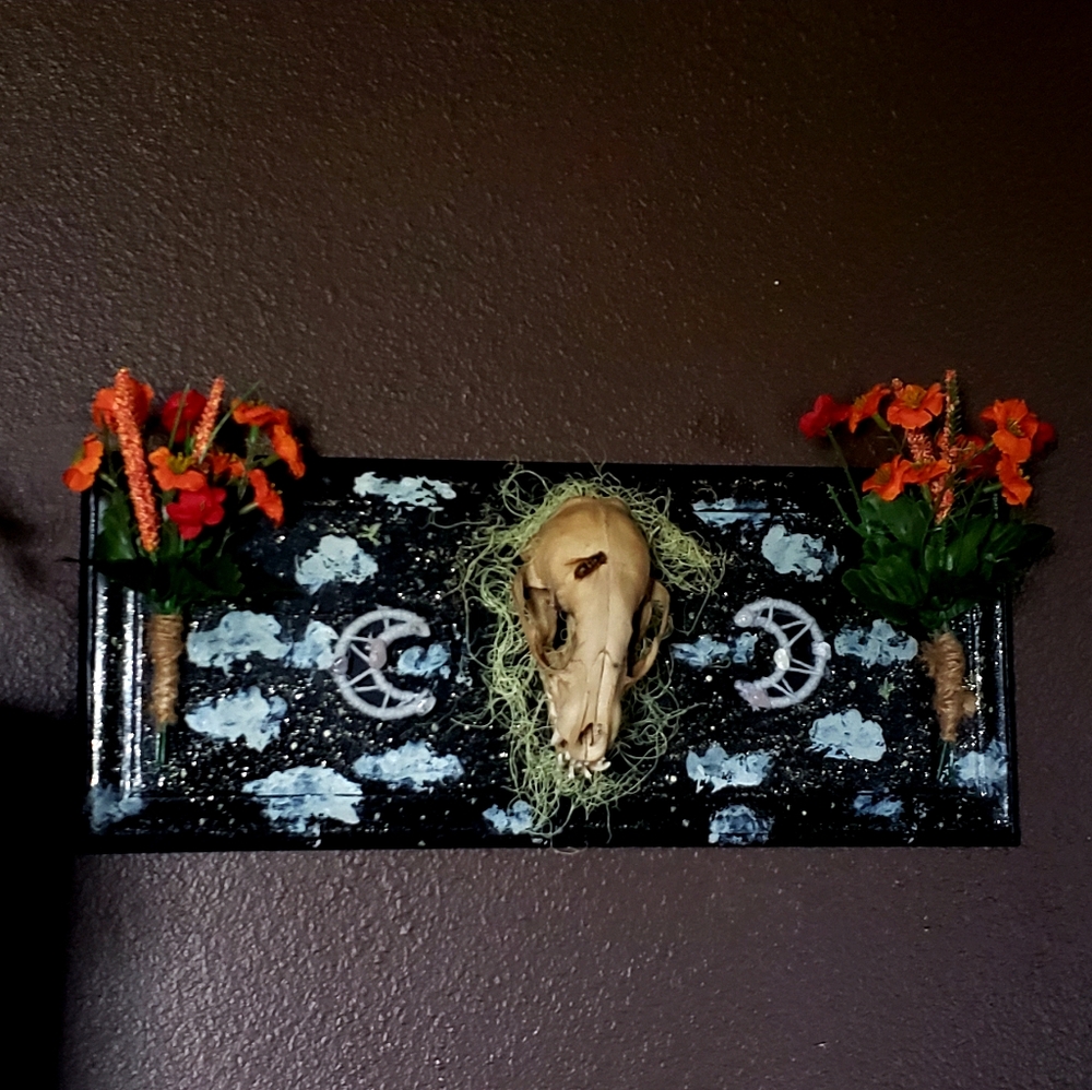 Mounted racoon skull